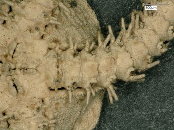 Media type: image; Invertebrate Zoology OPH-1498